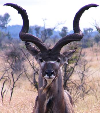 Kudu